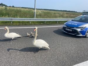 Łabędzia interwencja na S8 – policjanci pomogli ptasiej rodzinie