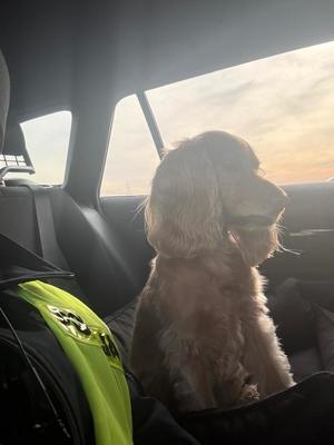 Zdarzenie drogowe na S8 i niecodzienny pasażer