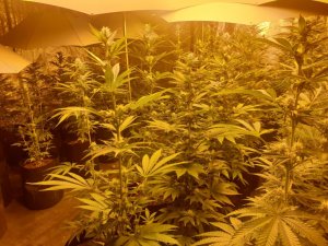 Policjanci z Twardogóry zlikwidowali nielegalną uprawę konopi i zabezpieczyli 4,5 kg marihuany.